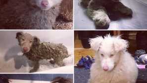 Невероятна история на популярно куче август от instagram